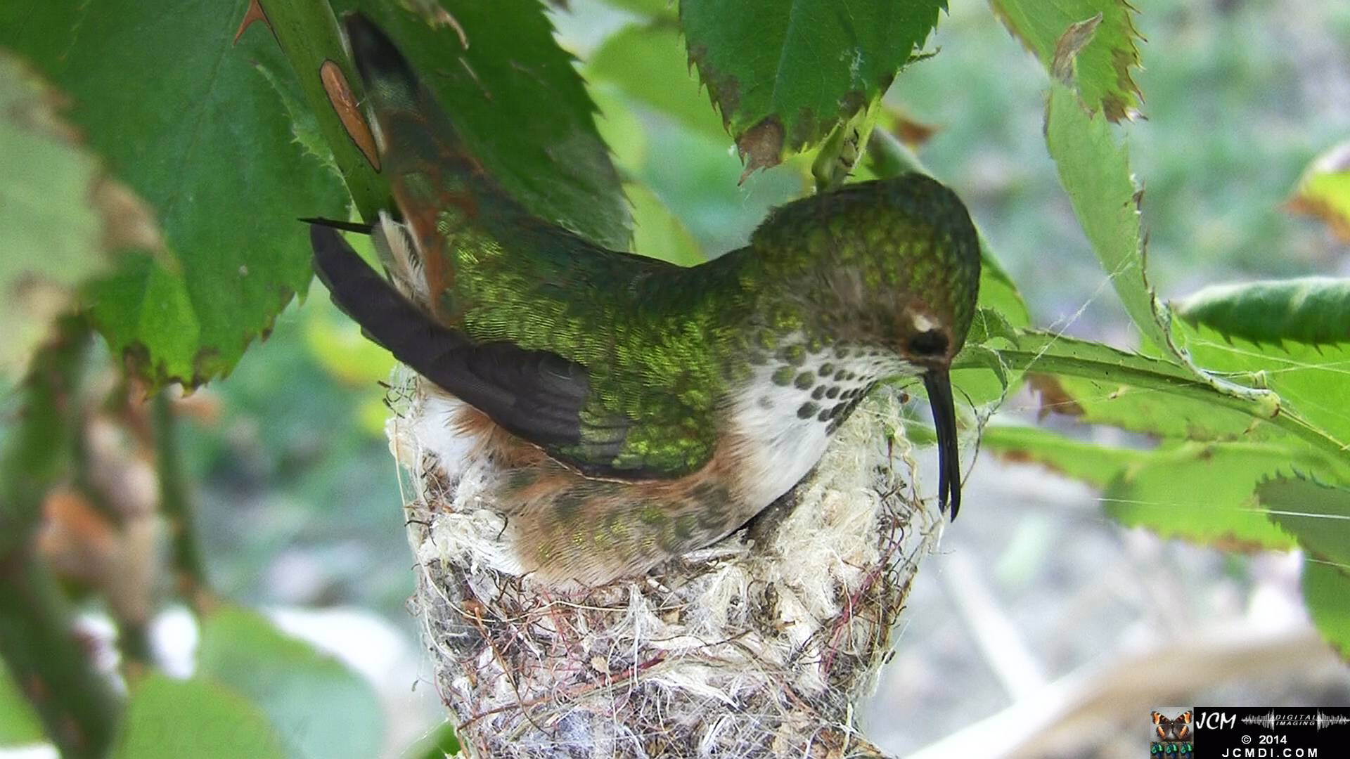 Allen's Hummingbird female in nest 